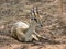 Young antelope rests at the ground of the savannah