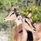 Young antelopes in Namibia. Africa.