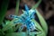 Young Antilles Pink Toe Tarantula (Caribena versicolor) Synonym: Avicularia versicolor