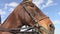 A young anxious polo pony