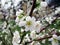 Young apple blooming tree.