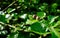 Young apple fruit seen in an isolated branch in a commercial cider orchard.