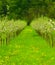 Young apple garden in blossom