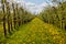 Young apple orchard garden in springtime with beautiful field of blooming dandelions