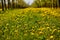 Young apple orchard garden in springtime with beautiful field of blooming dandelions