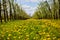 Young apple orchard garden in springtime with beautiful field of blooming dandelions