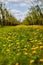 Young apple orchard garden in springtime with beautiful field of blooming dandelions