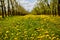 Young apple orchard garden in springtime with beautiful field of blooming dandelions