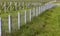 Young apple seedlings in an orchard