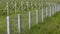 Young apple seedlings in an orchard