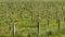 Young apple seedlings in an orchard