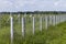 Young apple seedlings in an orchard