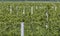 Young apple seedlings in an orchard