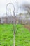 Young apple tree