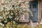 Young apple tree blooming in small garden