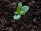 Young Apple tree seedling 3 weeks after sprouting from the earth with water droplets on leaves.