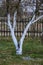 young apple trees in the garden with white trunks