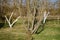 young apple trees in the garden with white trunks