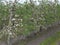 Young apple trees tied to poles , flowering, detailed view of an apple tree plantation ,Blurred background, poles connected with w