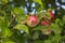 Young apples are growing on an apple tree