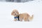 Young apricot poodle is enjoying in the snow