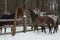 The young Arabian colt and adult arabian gelding ran to get acquainted with the mare  over the paddock`s fence in winter.
