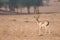 A young arabian gazelle during early morning hours. Dubai, UAE.