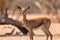 A young Arabian Gazelle takes a look at its surroundings