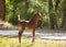 Young Arabian horse colt standing with it`s tail straight up in the air