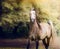 Young arabian horse running on autumn nature background