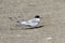 Young arctic tern on gravel near Arviat, Nunavut