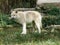 Young arctic white wolf at the animal park of Sainte Croix in Moselle