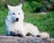 Young Arctic Wolf Lying Down on a Rock