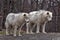 Young Arctic Wolves