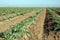 Young artichoke plants 1