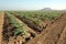 Young artichoke plants 2