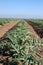 Young artichoke plants 3