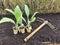 young artichoke seedlings for planting in the vegetable garden. transplanting artichokes to grow at home with a hoe