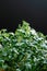 Young arugula seedlings close-up. Microgreens black background. Superfood herb organic eco vegan.