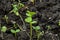 Young arugula sprouts in the ground