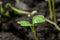 Young arugula sprouts in the ground