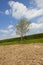 Young ash tree and hedgerow in springtime