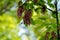 On a young ash tree, velvet dark seeds appeared in the form of claws.