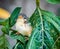 Young Ashy Wren Warbler (Prinia Socialis) fledgling on a tree