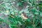 Young Ashy Wren Warbler (Prinia Socialis) fledgling on a tree