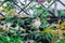 Young Ashy Wren Warbler (Prinia Socialis) fledgling on a tree