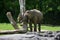 Young Asian elephant eat food