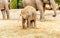 Young Asian Elephant feeding on bark in their habitat in Dublin zoo