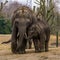 Young Asian elephant walking with its dad, very cute family portrait, Endangered animals from Asia