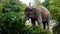 Young Asian elephant walks in a zoo. Large mammal animal in the national park. Elephant peeping out of the bushes